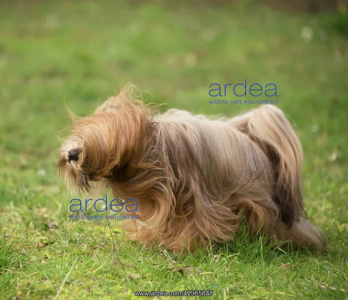 : Lhasa Apso dog shaking itself in the garden : Lhasa Apso dog shaking itself in the garden
