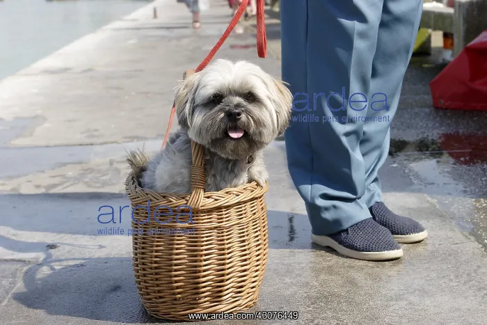 : Lhasa Apso dog sitting in a basket : Lhasa Apso dog sitting in a basket