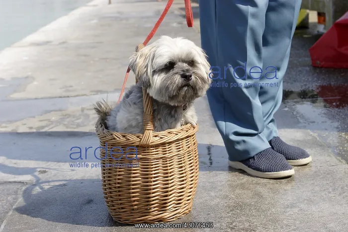 : Lhasa Apso dog sitting in a basket : Lhasa Apso dog sitting in a basket