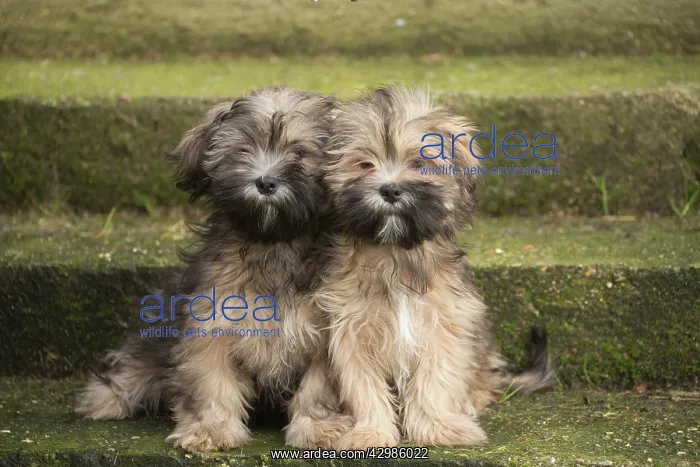 : Lhasa Apso puppies sitting on steps : Lhasa Apso puppies sitting on steps