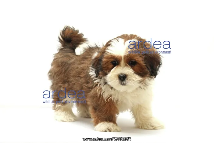 : Lhasa Apso puppy, 8 weeks : Lhasa Apso puppy, 8 weeks