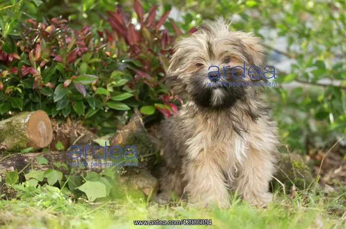 : Lhasa Apso puppy in the garden : Lhasa Apso puppy in the garden