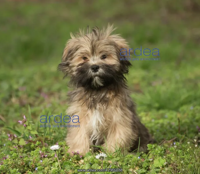 : Lhasa Apso puppy in the garden : Lhasa Apso puppy in the garden