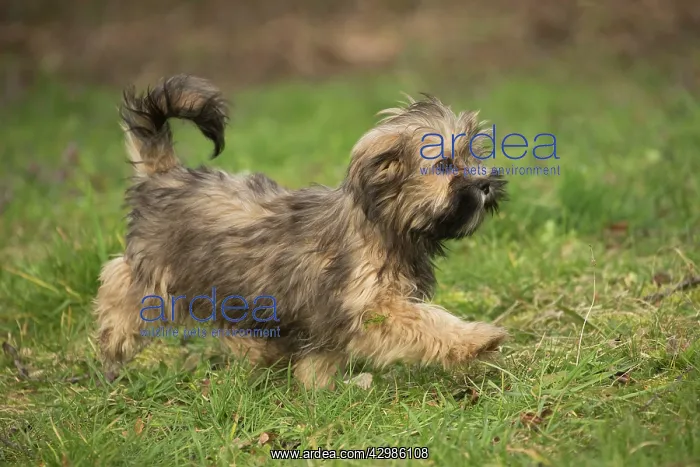 : Lhasa Apso puppy in the garden : Lhasa Apso puppy in the garden