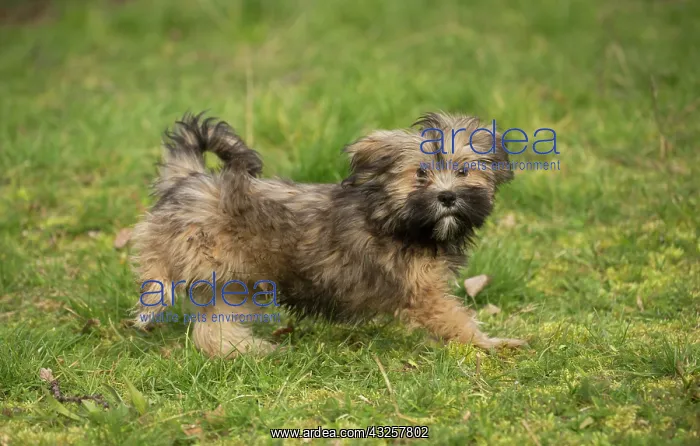 : Lhasa Apso puppy in the garden : Lhasa Apso puppy in the garden