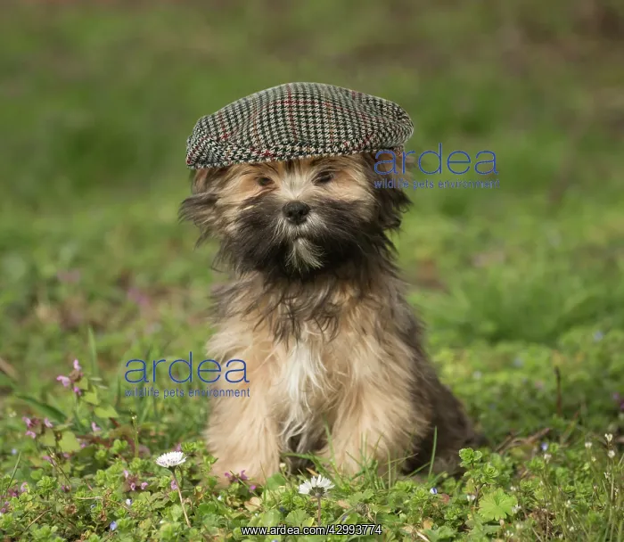 : Lhasa Apso puppy in the garden wearing a flat cap : Lhasa Apso puppy in the garden wearing a flat cap