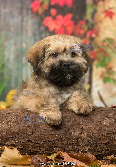  : Lhasa Apso puppy outdoors in autumn