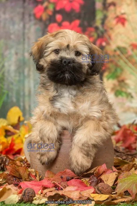  : Lhasa Apso puppy outdoors in autumn