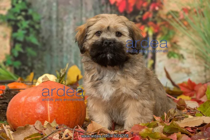 : Lhasa Apso puppy outdoors in autumn : Lhasa Apso puppy outdoors in autumn