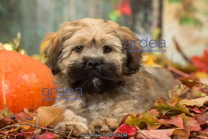 : Lhasa Apso puppy outdoors in autumn : Lhasa Apso puppy outdoors in autumn