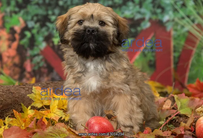  : Lhasa Apso puppy outdoors in autumn