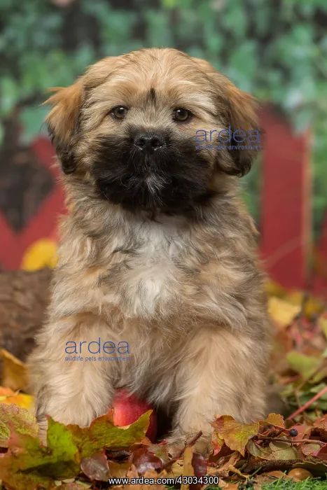  : Lhasa Apso puppy outdoors in autumn