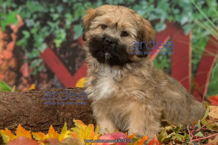  : Lhasa Apso puppy outdoors in autumn