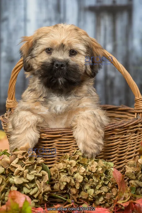  : Lhasa Apso puppy outdoors in autumn