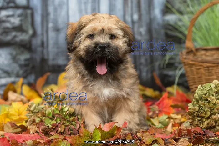  : Lhasa Apso puppy outdoors in autumn