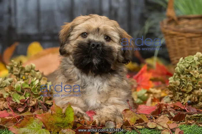  : Lhasa Apso puppy outdoors in autumn