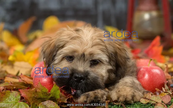  : Lhasa Apso puppy outdoors in autumn