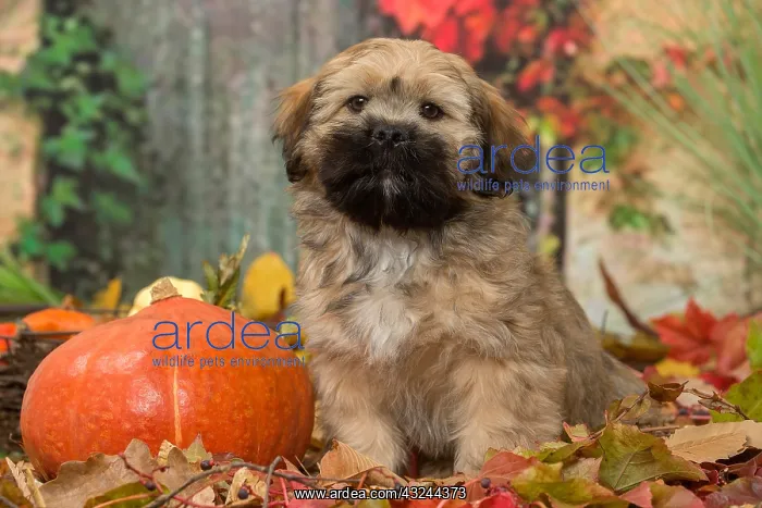 : Lhasa Apso puppy outdoors in autumn : Lhasa Apso puppy outdoors in autumn