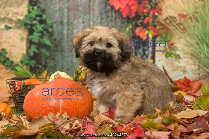 : Lhasa Apso puppy outdoors in autumn : Lhasa Apso puppy outdoors in autumn