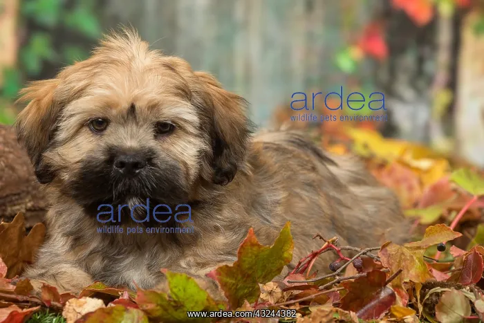  : Lhasa Apso puppy outdoors in autumn
