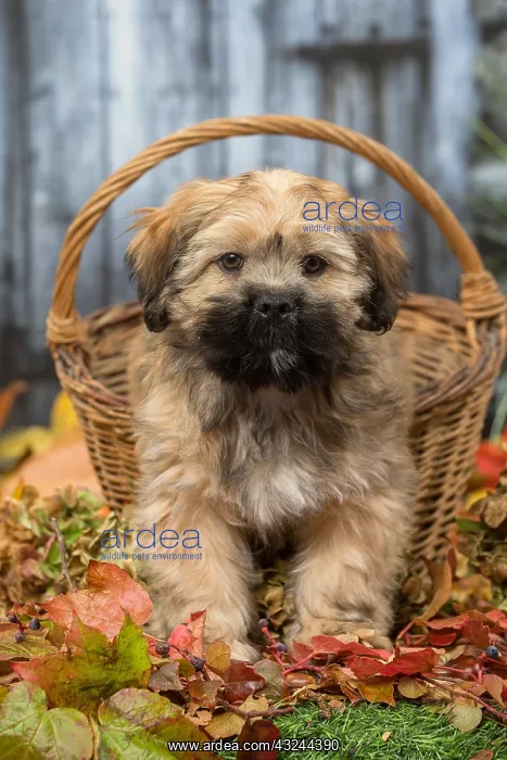  : Lhasa Apso puppy outdoors in autumn