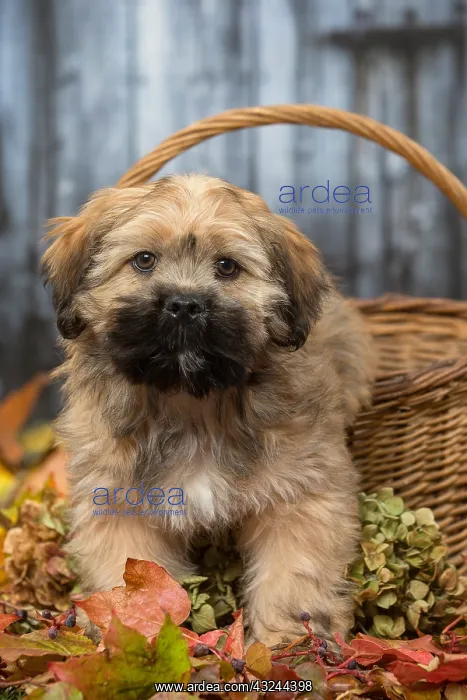  : Lhasa Apso puppy outdoors in autumn