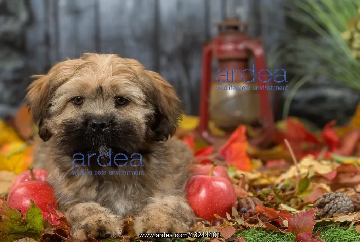  : Lhasa Apso puppy outdoors in autumn