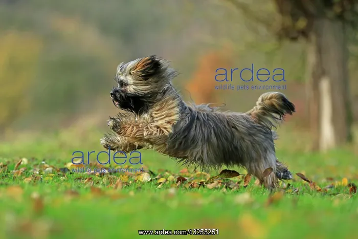 : Lhasa Apso running, Germany, Europe : Lhasa Apso running, Germany, Europe