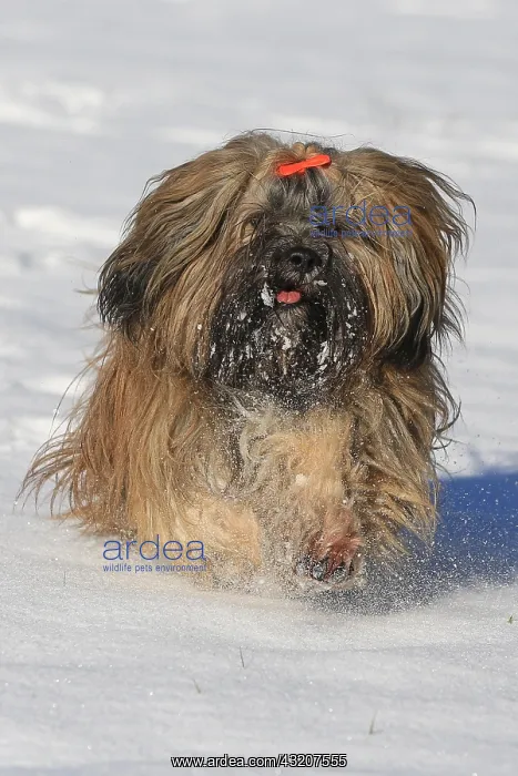: Lhasa Apso running in the snow, Arnsberg, North : Lhasa Apso running in the snow, Arnsberg, North
