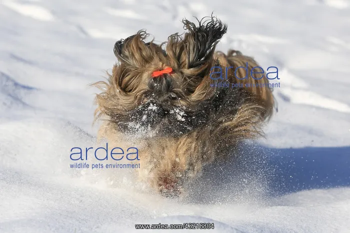 : Lhasa Apso running in the snow, Arnsberg, North : Lhasa Apso running in the snow, Arnsberg, North