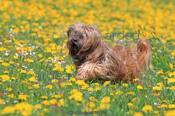 : Lhasa Apso running in yellow flower meadow, Arnsberg : Lhasa Apso running in yellow flower meadow, Arnsberg
