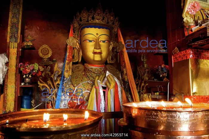 : Lhasa temple Yak butter candles : Lhasa temple Yak butter candles