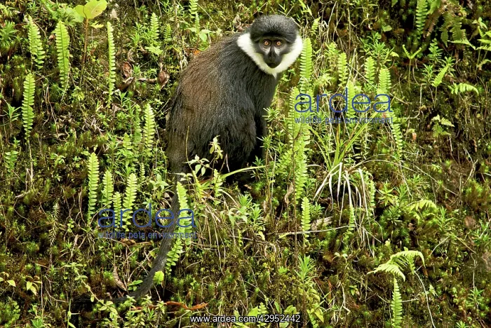 : L'Hoest's Monkey : L'Hoest's Monkey