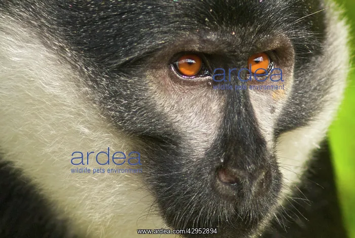 : L'hoest's Monkey : L'hoest's Monkey