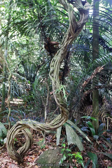 : Liana Creeper - in tropical rainforest : Liana Creeper - in tropical rainforest