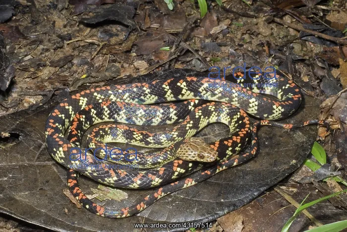 : Liana Snake (Siphlophis cervinus) : Liana Snake (Siphlophis cervinus)