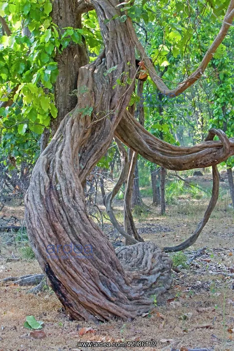 : liana Wine / Woody Vine : liana Wine / Woody Vine