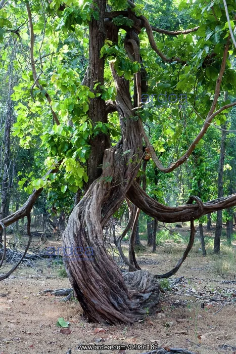 : liana Wine / Woody Vine : liana Wine / Woody Vine