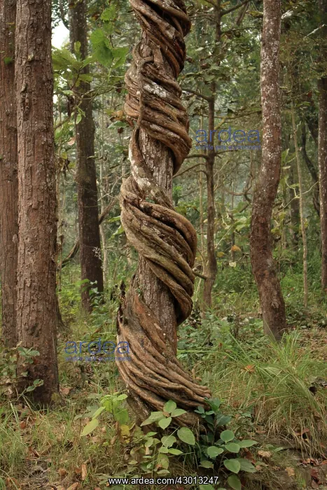 : Liana wrapped around tree : Liana wrapped around tree