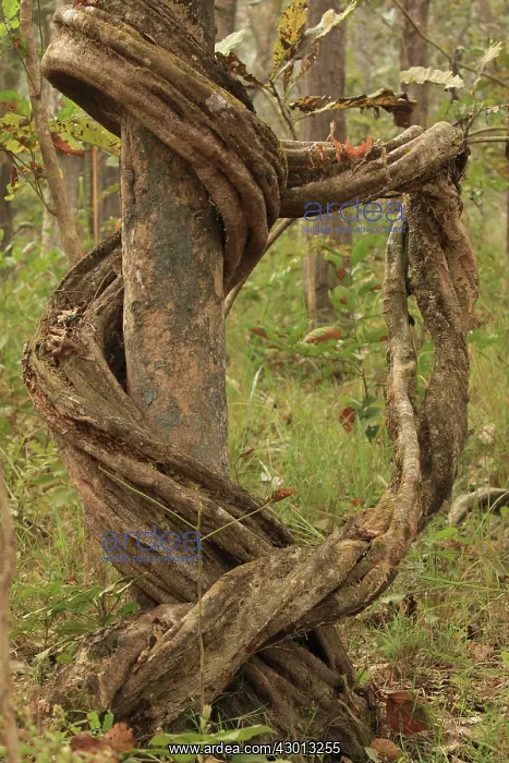 : Liana wrapped around tree : Liana wrapped around tree