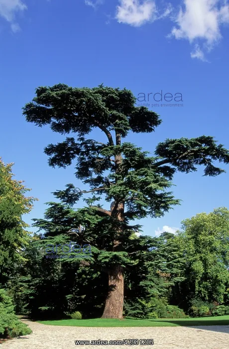 : Libani Cedar - In a park : Libani Cedar - In a park