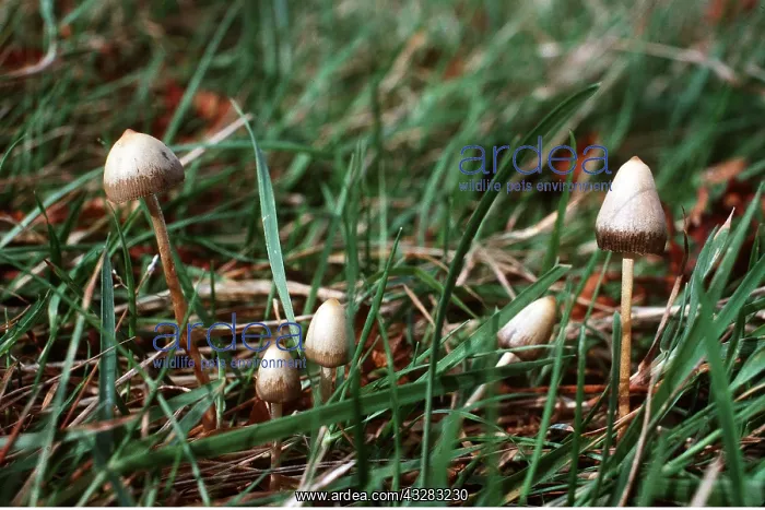 : LIBERTY CAP FUNGI : LIBERTY CAP FUNGI