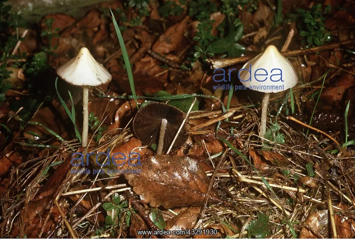  : Liberty Cap Fungi