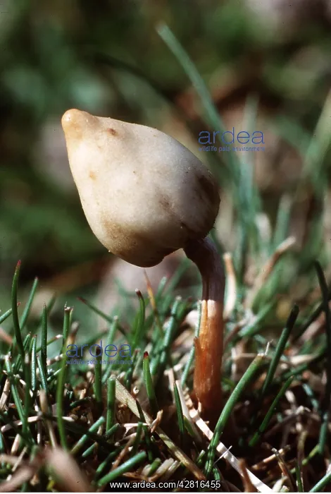 : LIBERTY CAP FUNGI - hallucinogenic : LIBERTY CAP FUNGI - hallucinogenic