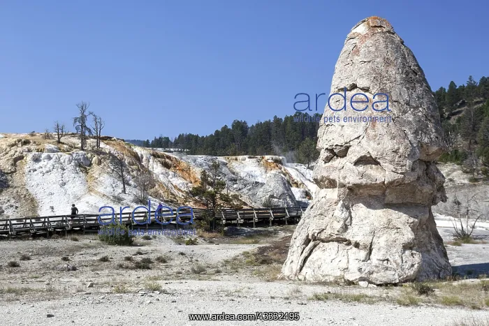 : Liberty Cup, Palette Spring at back, Lower Terraces : Liberty Cup, Palette Spring at back, Lower Terraces