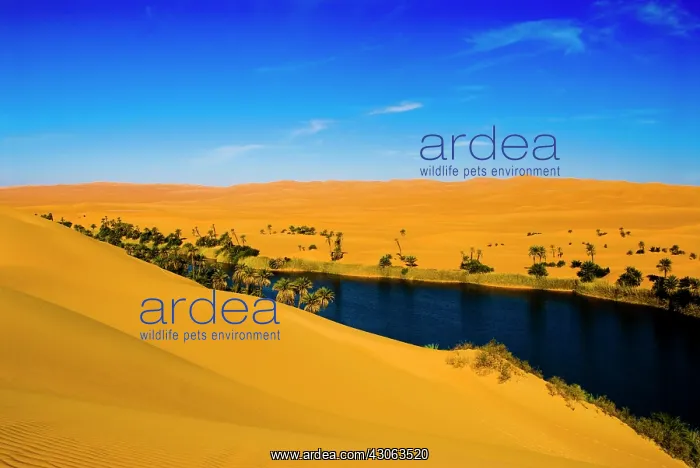 : Libya, Fezzan, desert Erg Ubari, Umm el : Libya, Fezzan, desert Erg Ubari, Umm el