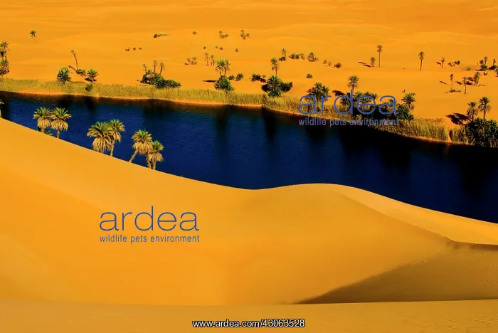  : Libya, Fezzan, desert Erg Ubari, Umm el