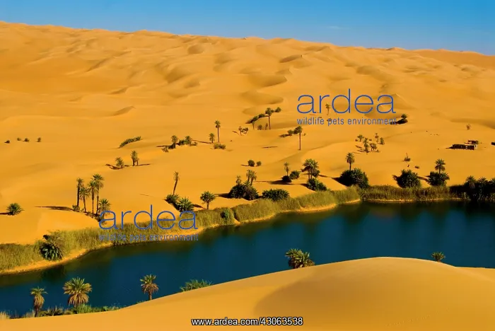 : Libya, Fezzan, desert Erg Ubari, Umm el : Libya, Fezzan, desert Erg Ubari, Umm el
