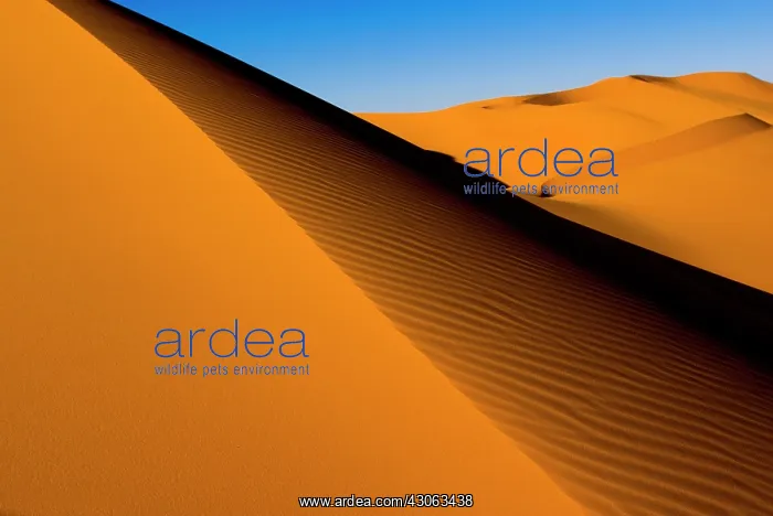 : Libya, Fezzan, dunes of the Erg Murzuq : Libya, Fezzan, dunes of the Erg Murzuq