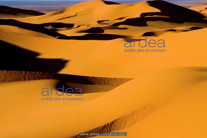 : Libya, Fezzan, dunes of the Erg Murzuq : Libya, Fezzan, dunes of the Erg Murzuq